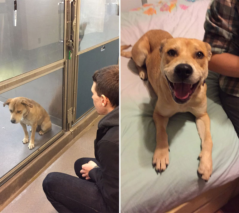before and after pics of adopted dogs (1)