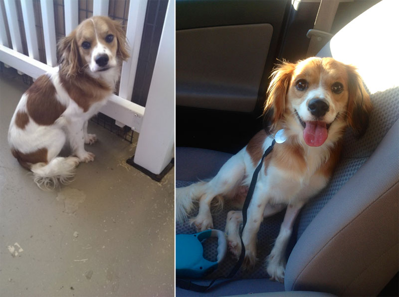 before and after pics of adopted dogs (13)