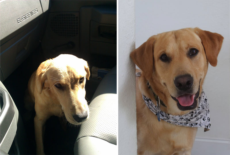 before and after pics of adopted dogs (17)