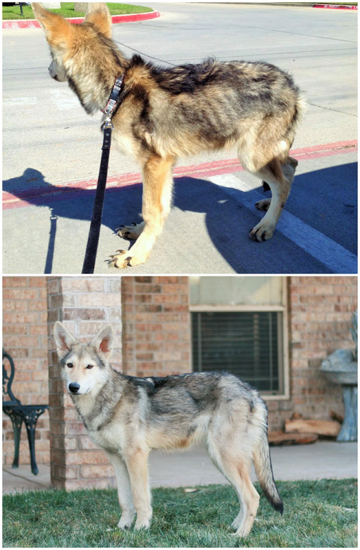 before and after pics of adopted dogs (4)
