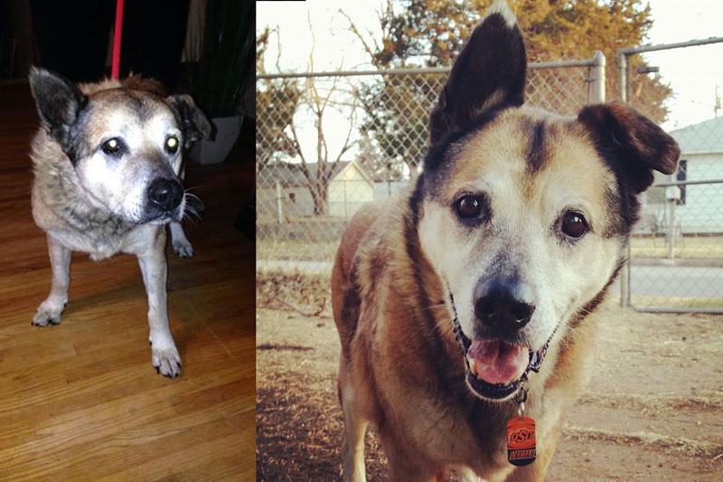before and after pics of adopted dogs (7)