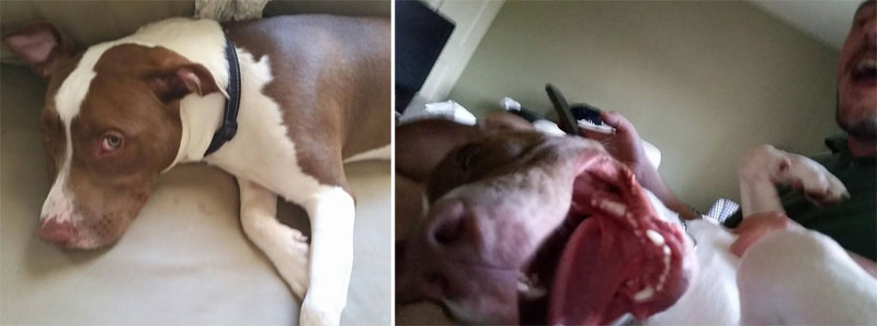 before and after pics of adopted dogs (8)