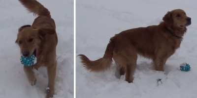 Dog Can't Figure Out Where the Sound from His Squeaky Toy Comes From