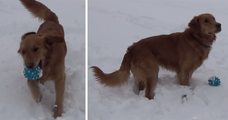 Dog Can't Figure Out Where the Sound from His Squeaky Toy Comes From