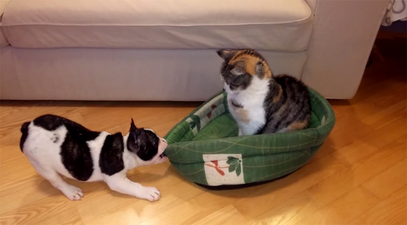 Puppy Wants His Bed Back, Cat Does Not Care » TwistedSifter