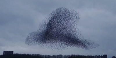The Coordinated Beauty of Thousands of Birds Moving In Sync