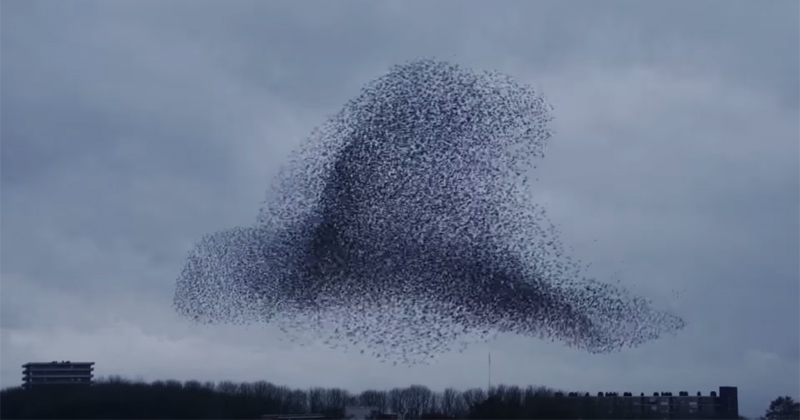 The Coordinated Beauty of Thousands of Birds Moving In Sync