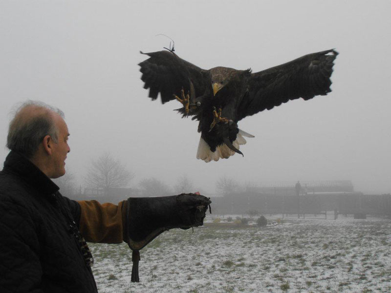 Handler Shares Her Amazing Images With Birds of Prey (5)