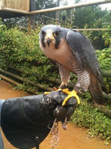 handler shares her amazing images with birds of prey 9 Handler Shares Her Amazing Images With Birds of Prey (9)