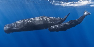 How Whales Can Change an Entire Ecosystem