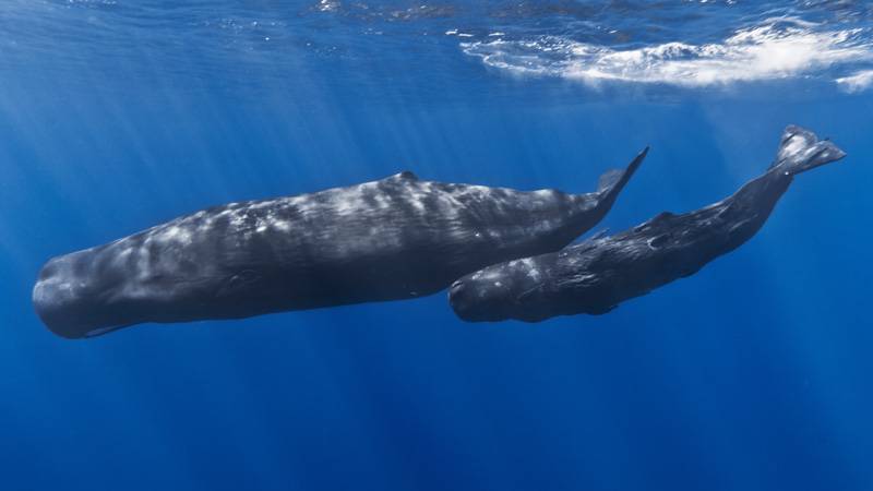 How Whales Can Change an Entire Ecosystem
