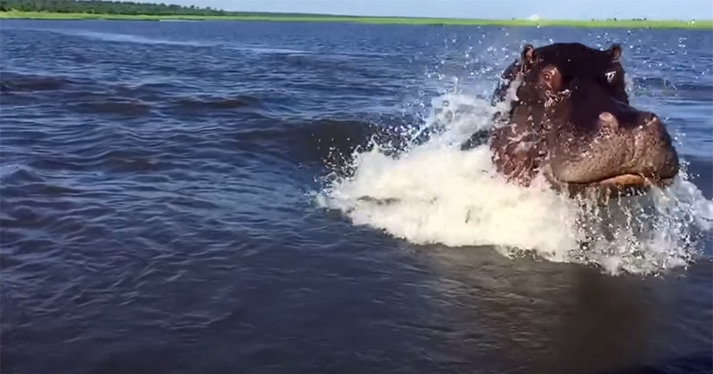 Check Out the Size and Speed of this Hippo