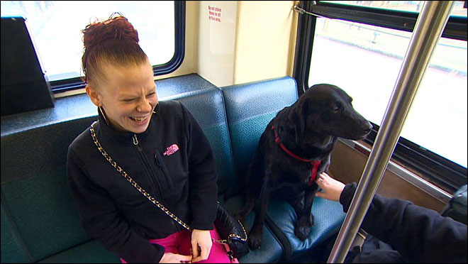 Independent Dog Rides the Bus by Herself to the Park seattle (3)