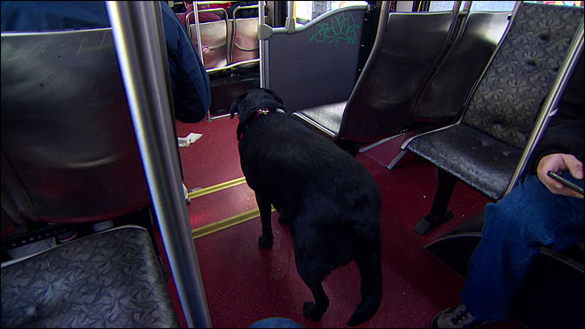 Independent Dog Rides the Bus by Herself to the Park seattle (4)