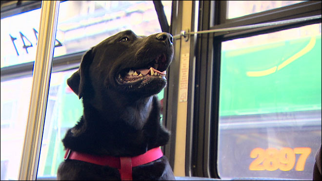 Independent Dog Rides the Bus by Herself to the Park seattle (5)