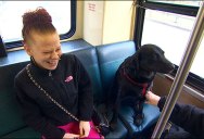 Independent Dog Rides the Bus by Herself to the Park