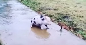 pig sliding on a frozen sidewalk pig sliding on a frozen sidewalk