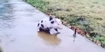 Just a Pig Trying to Walk Down a Frozen Sidewalk