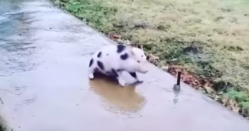 Just a Pig Trying to Walk Down a Frozen Sidewalk