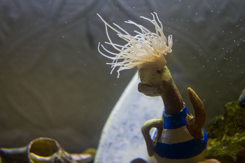 sea anemone gives duck ornament awesome hair Picture of the Day: Sea Anemone or Awesome Duck Hair?
