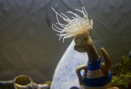 Picture of the Day: Sea Anemone or Awesome Duck Hair?