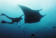 Swimming with Giant Manta Rays in Ecuador