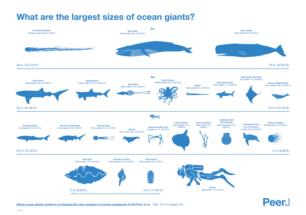 marine-animals-name-list