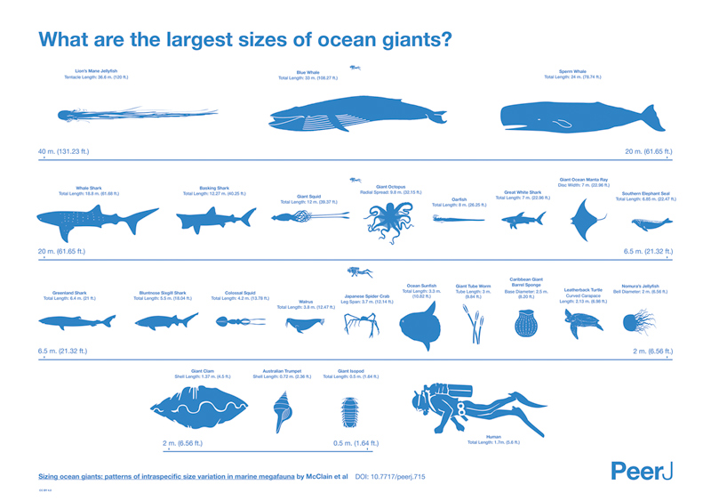 The Largest Creatures in the Ocean [Chart] » TwistedSifter