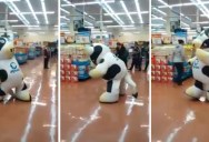 Give This Dancer In a Cow Suit a Raise