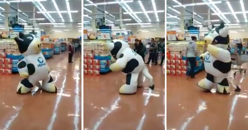 Give This Dancer In a Cow Suit a Raise