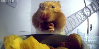 X-Ray Video Shows How Hamsters Can Stuff So Much Food Into Their Cheeks