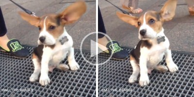 Just a Beagle on a Subway Grate Set to "I Believe I Can Fly"
