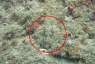 Camouflaged Octopus Appears Out of Nowhere