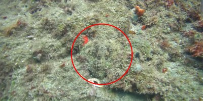 Camouflaged Octopus Appears Out of Nowhere