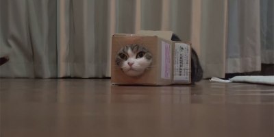 This Guy Cut a Hole in a Box and Let His Cat Do Its Thing