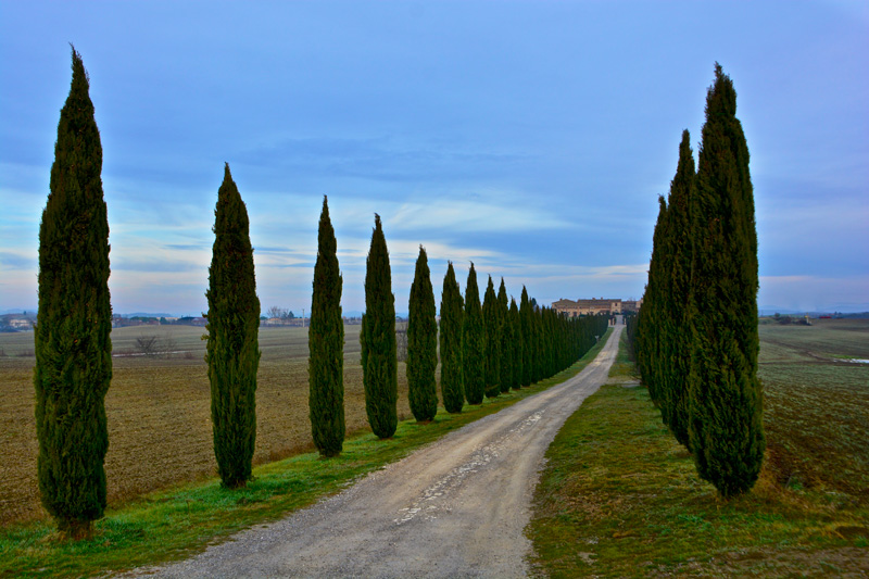 Picture of the Day: Cypresses in Tuscanny