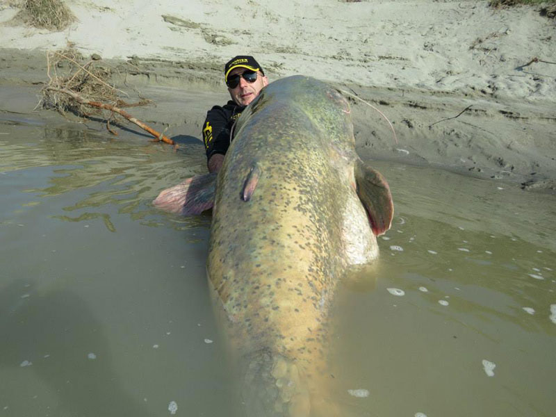 dino ferrari catches record breaking 280 pound catfish in italy (1)