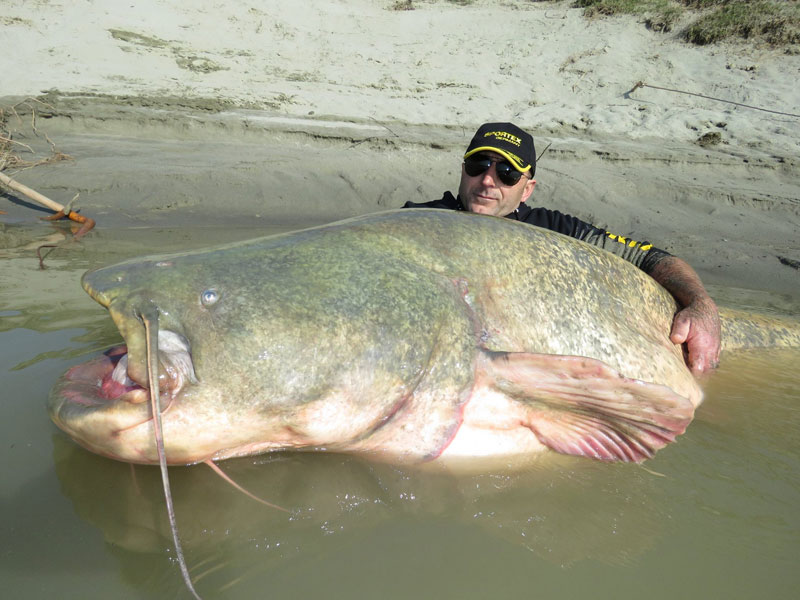 dino ferrari catches record breaking 280 pound catfish in italy (2)