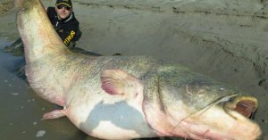 dino ferrari catches record breaking 280 pound catfish in italy cover dino ferrari catches record breaking 280 pound catfish in italy (cover)