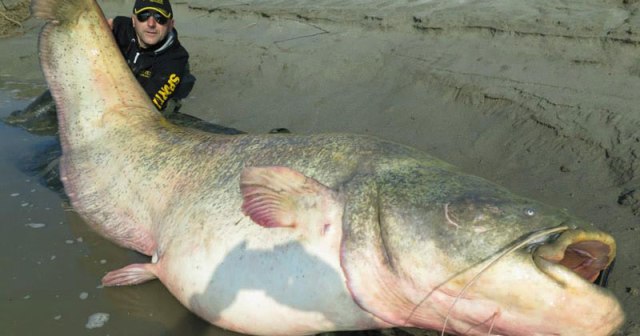 Fisherman Catches and Releases Record Breaking 280-pound Catfish »  TwistedSifter