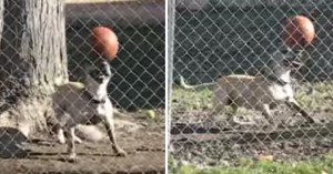 dog balancing ball on head dog balancing ball on head