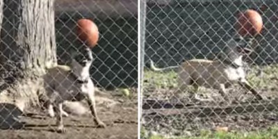 Need a Smile? Just Watch this Dog Balancing a Ball on His Head