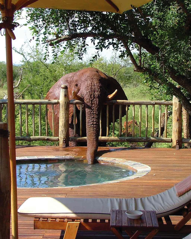 elephant drinking from pool The Shirk Report   Volume 303