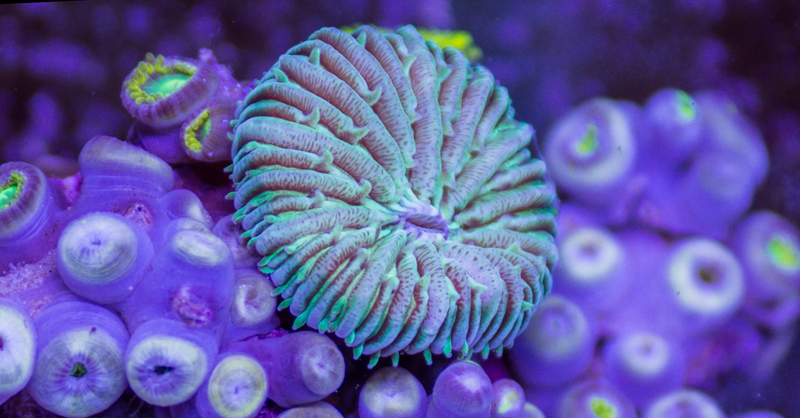 Amazing Underwater Timelapse Shows the Otherworldly Nature of Sea Life