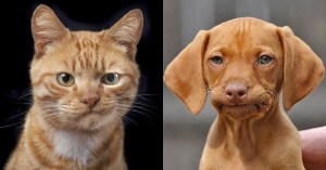 not impressed meh cat and dog not impressed meh cat and dog