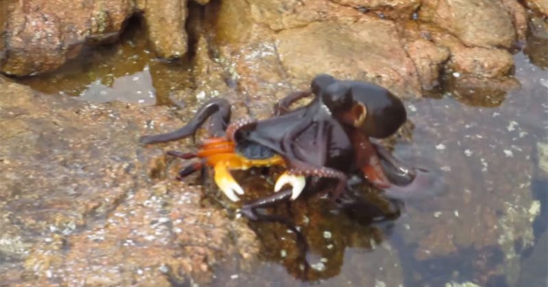 This Woman was Filming a Crab When an Octopus Leaped Out ...