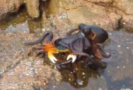 This Woman was Filming a Crab When an Octopus Leaped Out of the Water and Snatched It