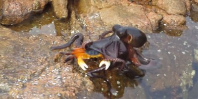 This Woman was Filming a Crab When an Octopus Leaped Out of the Water and Snatched It