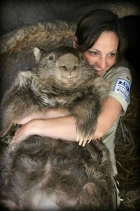 patrick the oldest and largest living wombat 5 patrick the oldest and largest living wombat (5)