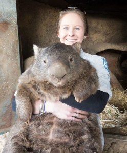 patrick the oldest and largest living wombat 7 patrick the oldest and largest living wombat (7)